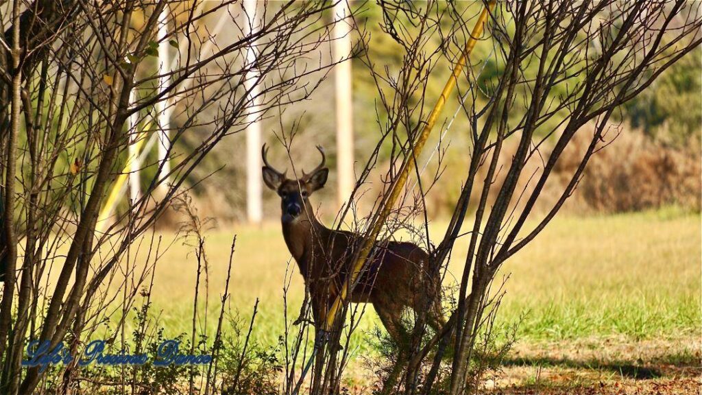 Beautiful buck deer staring from the distance, behind trees and a powerline. An open field in the background.