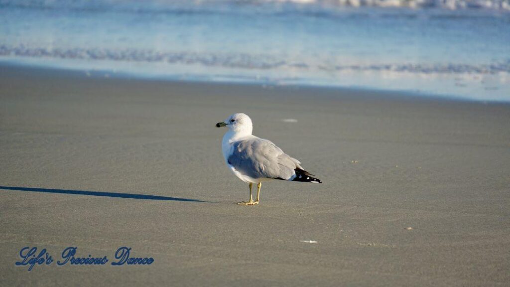 A seagull walking along the beach with the ocean in the background. Casting reflections and shadows from the late afternoon sun.