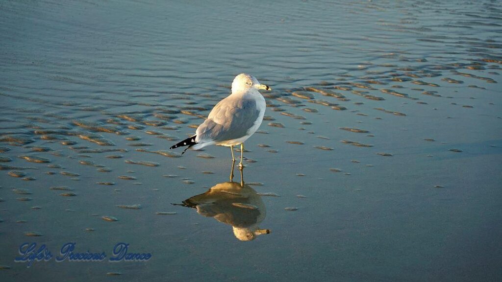 A seagull walking along the beach with the ocean in the background. Casting reflections and shadows from the late afternoon sun.