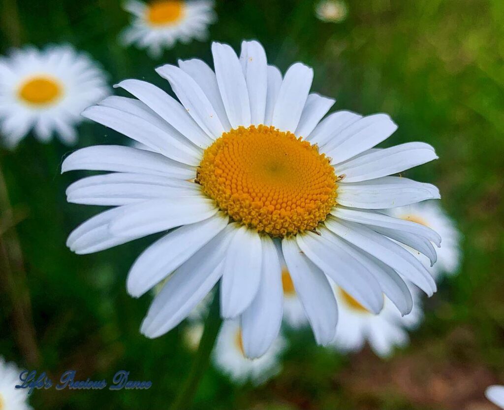 Daisy in full bloom.