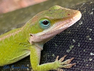 Up-close lime green lizard climbing.
