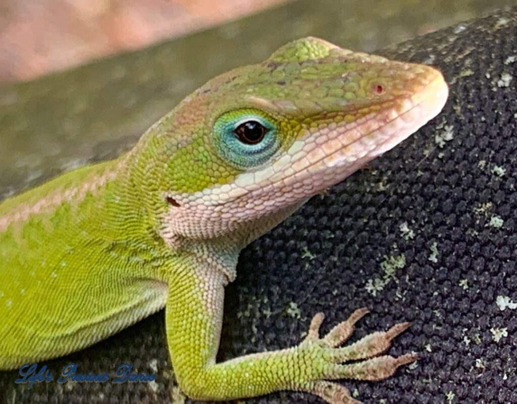 Up-close lime green lizard climbing.