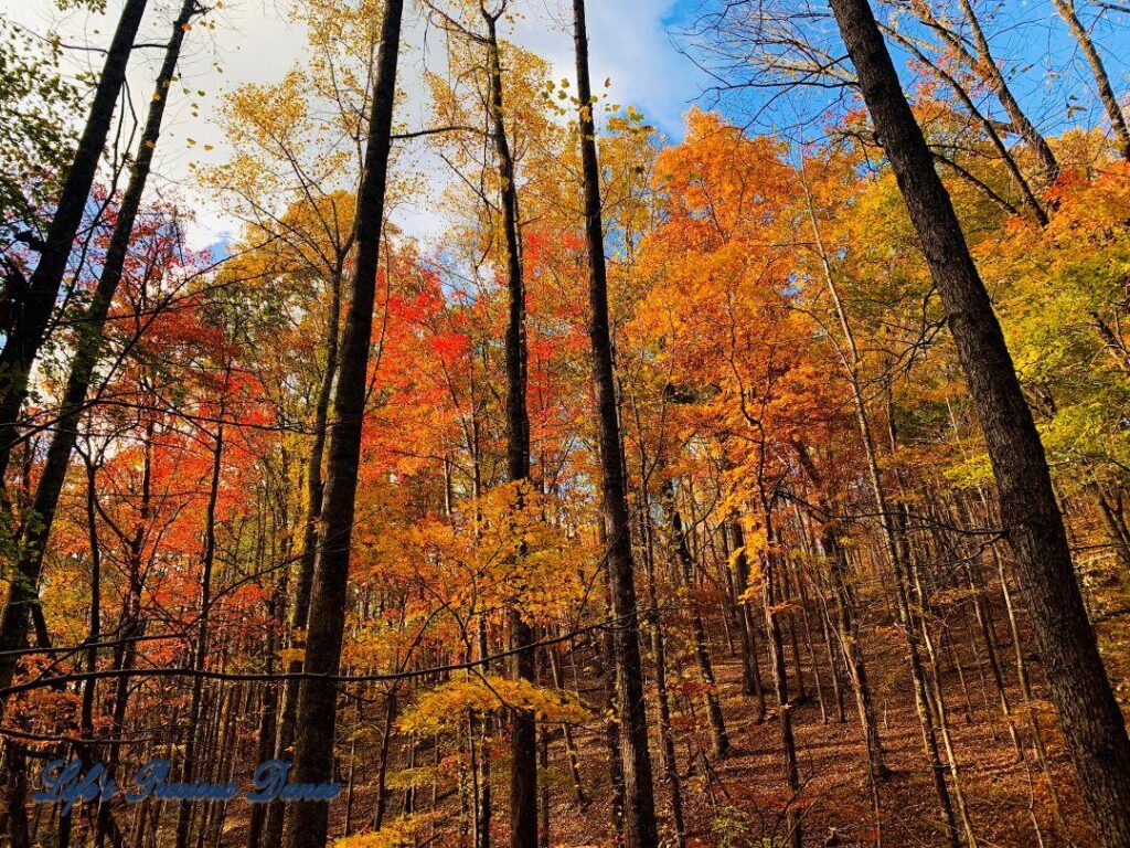 Colorful hardwoods in a forest.