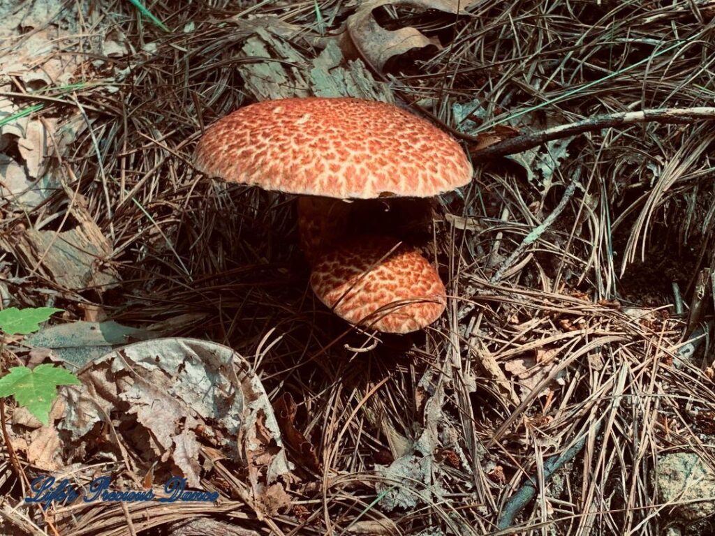 Spotted mushrooms growing amongst the pine needles on the forest floor.