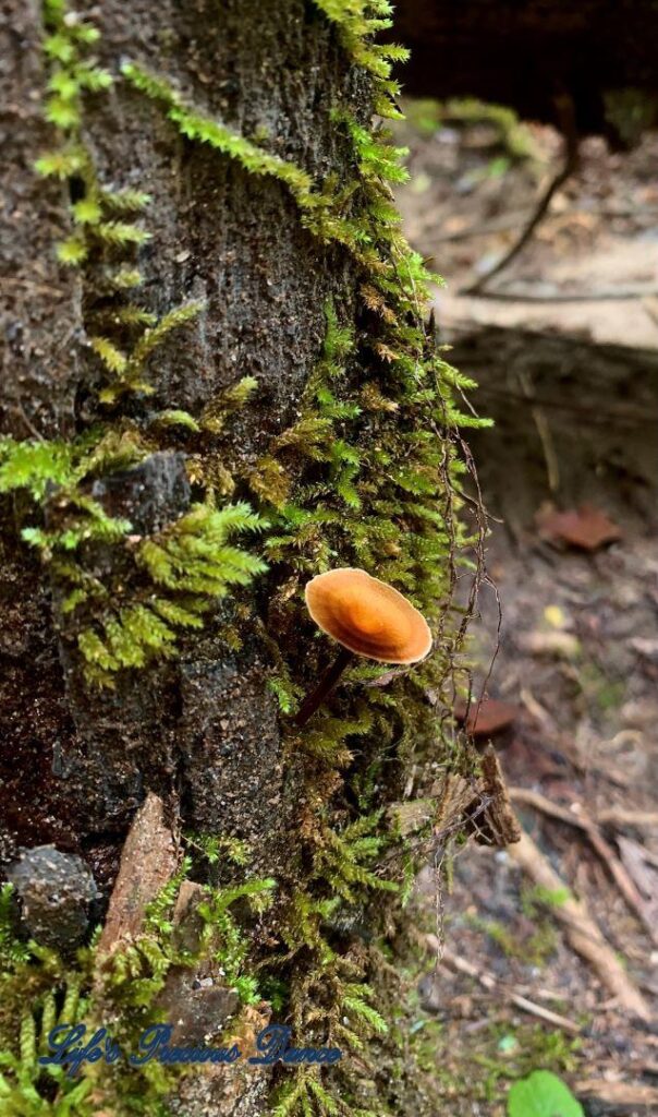 Orangish mushroom growing out of the side of a moss covered tree.