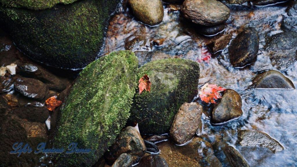 Colorful leaves resting on moss covered rocks in a mountain stream.