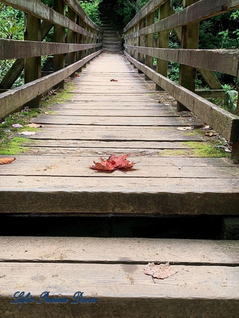 Colorful leaves resting on a moss coverver bridge leading to a stairwell.