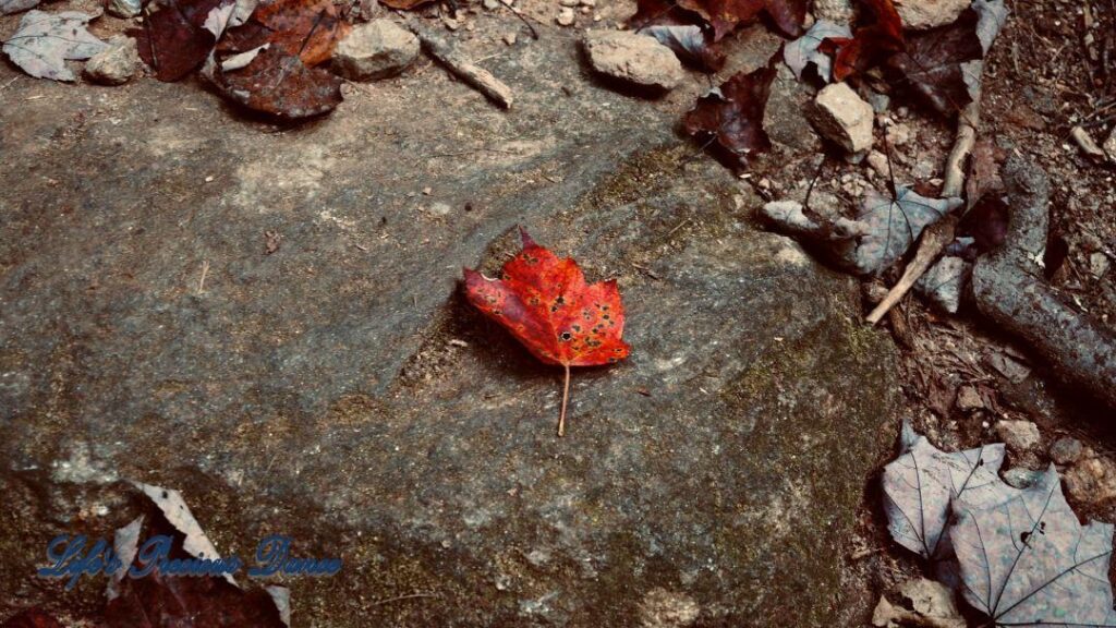 Colorful leaf resting on a rock, on the forest floor.