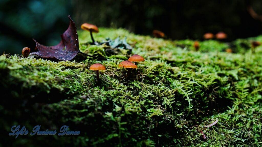 Baby mushrooms with a colorful leaf, growing on top of a moss covered log