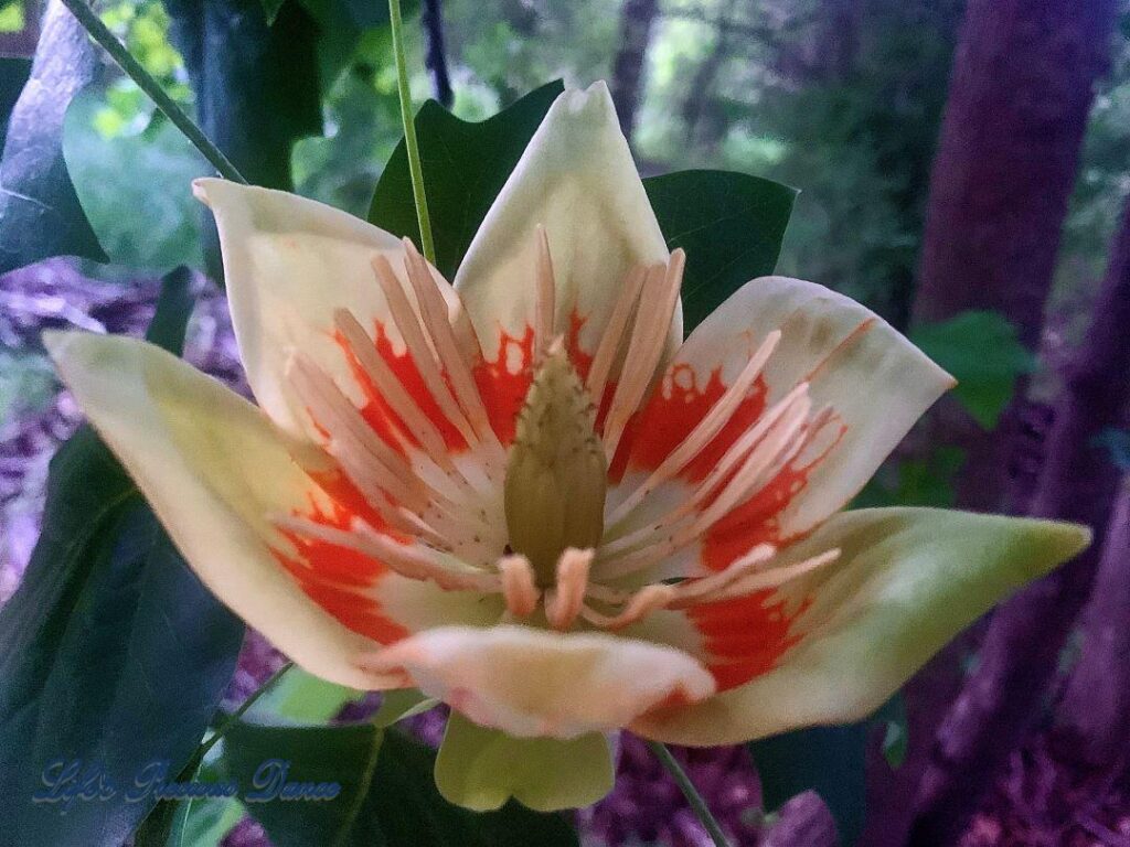 Blooming tulip