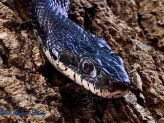 Up close rat snake on a tree.