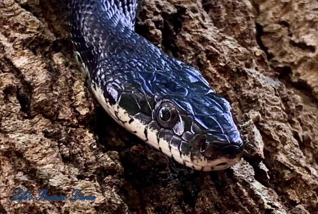 Up close rat snake on a tree.