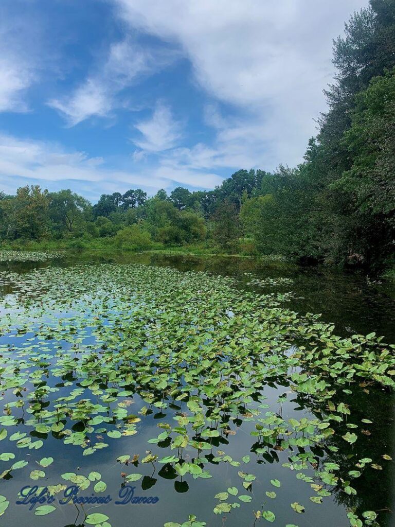 Lily pads on Yates MIll Pond, reflecting the blue skies and clouds