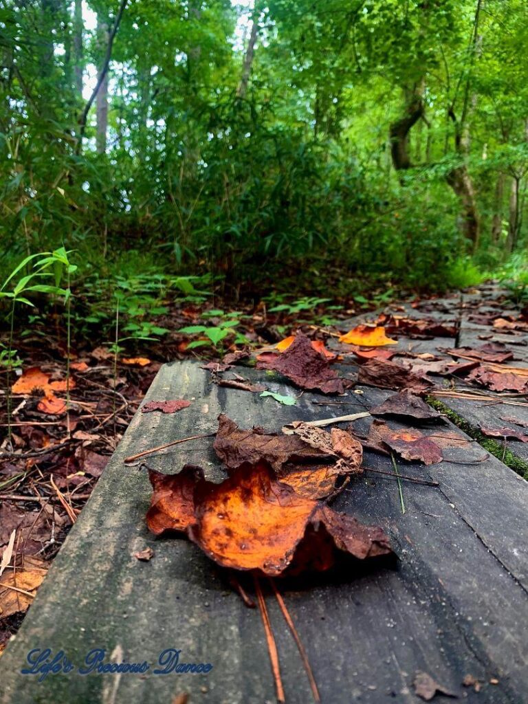 Colorful leaves resting on a boardwalk in Yates MIll nature trail.