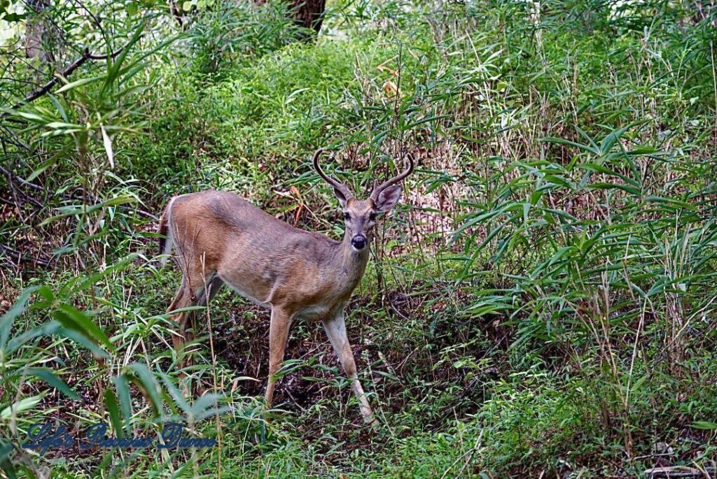 Young buck posing for a picture in the forest.