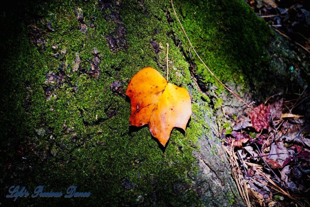 Colorful leaf resting on a moss-covered tree.