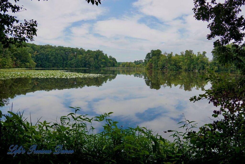 Landscape photo of Yates MIll Pond with lily pads and reflecting blue-skys, clouds and trees.