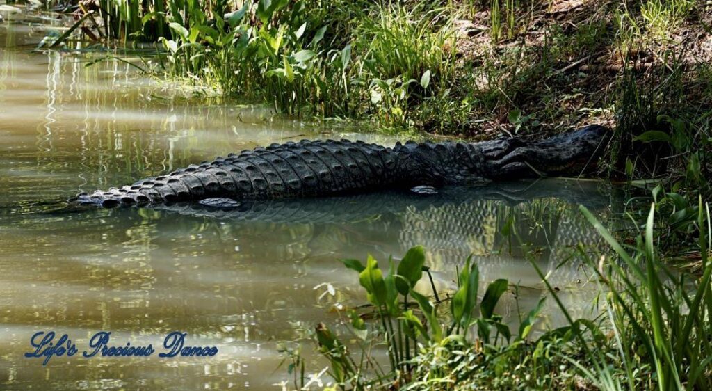 Alligator resting in a pond near the bank.