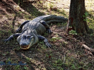Alligator resting on the bank, beside a tree