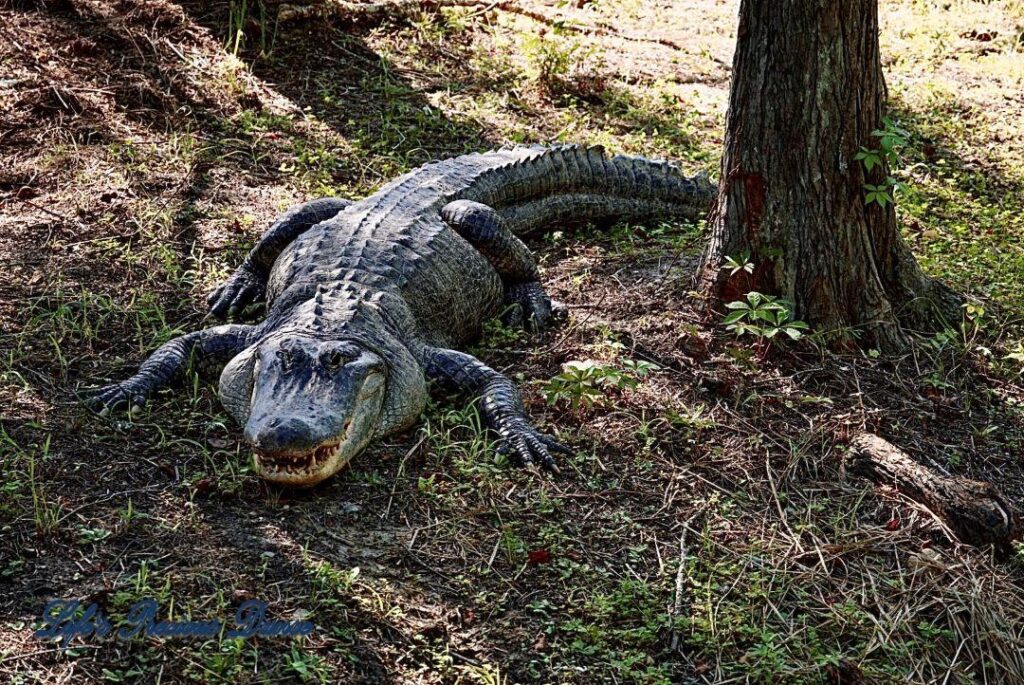 Alligator resting on the bank, beside a tree