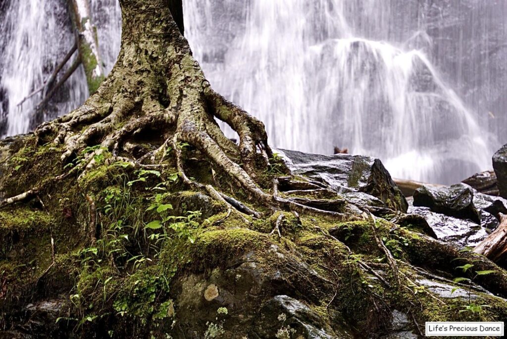 Moss coverved tree with roots exposed, in front of Crabtree waterfall.