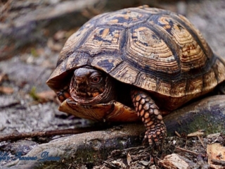 Turtle with its head partially out of shell resting on the forest floor.