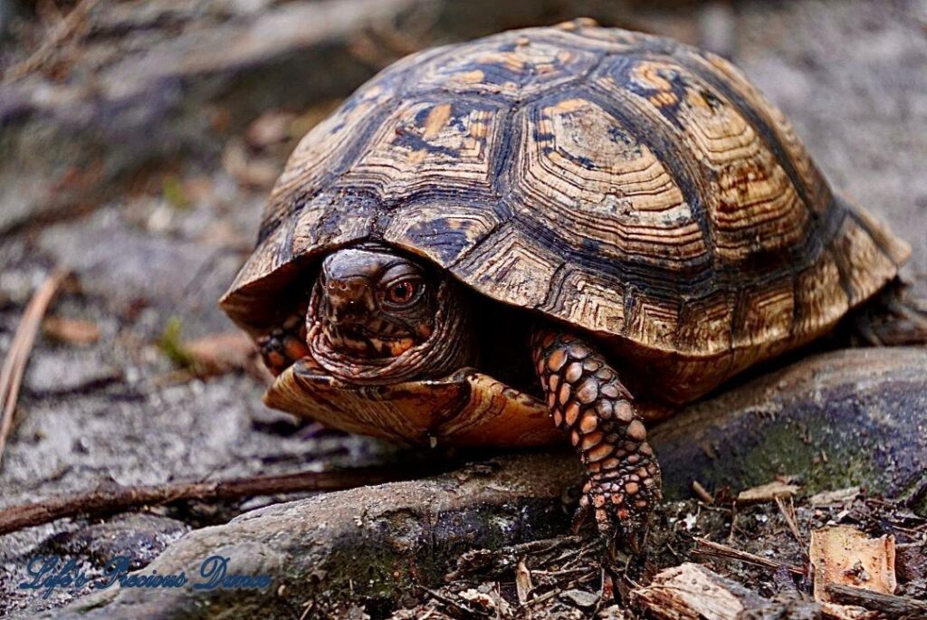 Turtle with its head partially ouy of shell