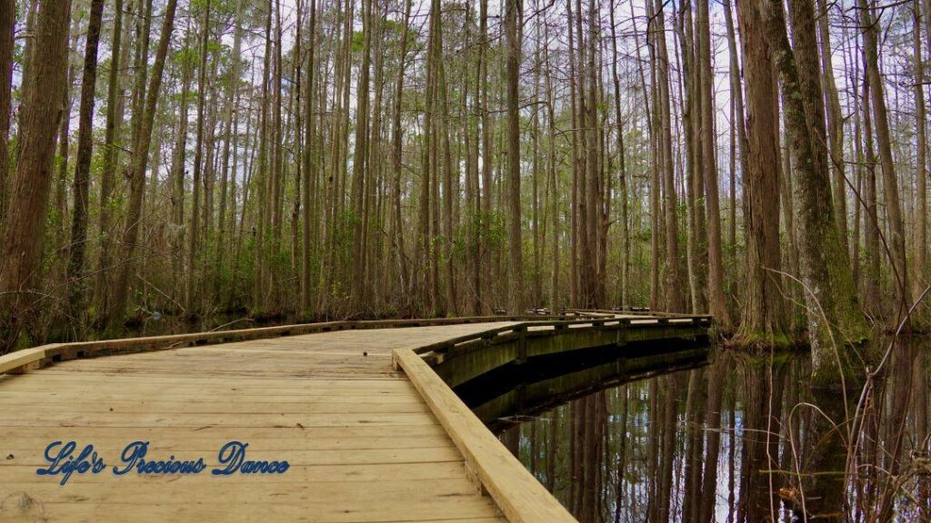 Wooden boardwalk through the swamp at Woods Bay State Park. Cypress trees and clouds reflecting on the waters surface.