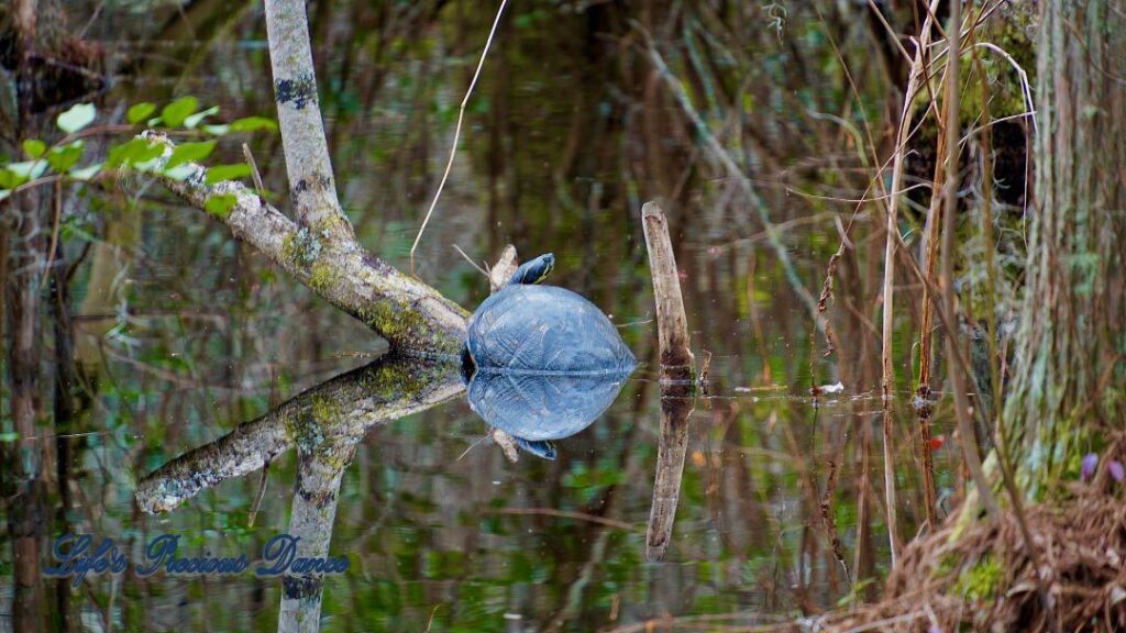 Colorful turtle on a stump in the swamp at Woods Bay State Park. Reflecting along with trees on the water.