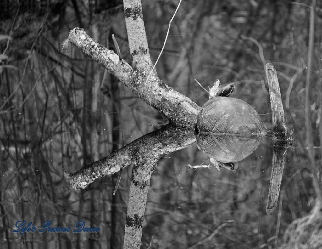 Black and white of a turtle resting on a stump in the swamp at Woods Bay State Park. Trees and turtle reflecting on the water.