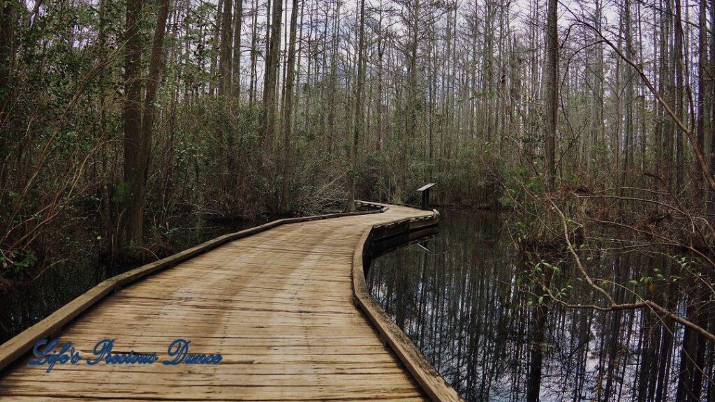 Wooden boardwalk through the swamp at Woods Bay State Park. Cypress trees and clouds reflecting on the waters surface.