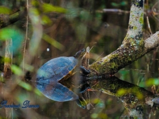 Colorful turtle on a stump in the swamp at Woods Bay State Park. Reflecting along with trees on the water.