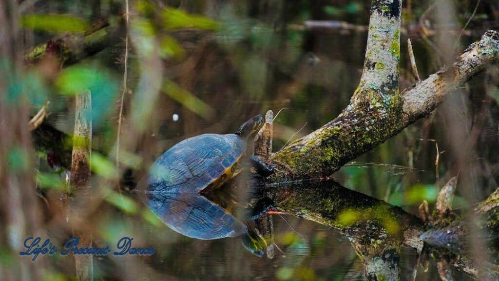 Colorful turtle on a stump in the swamp at Woods Bay State Park. Reflecting along with trees on the water.