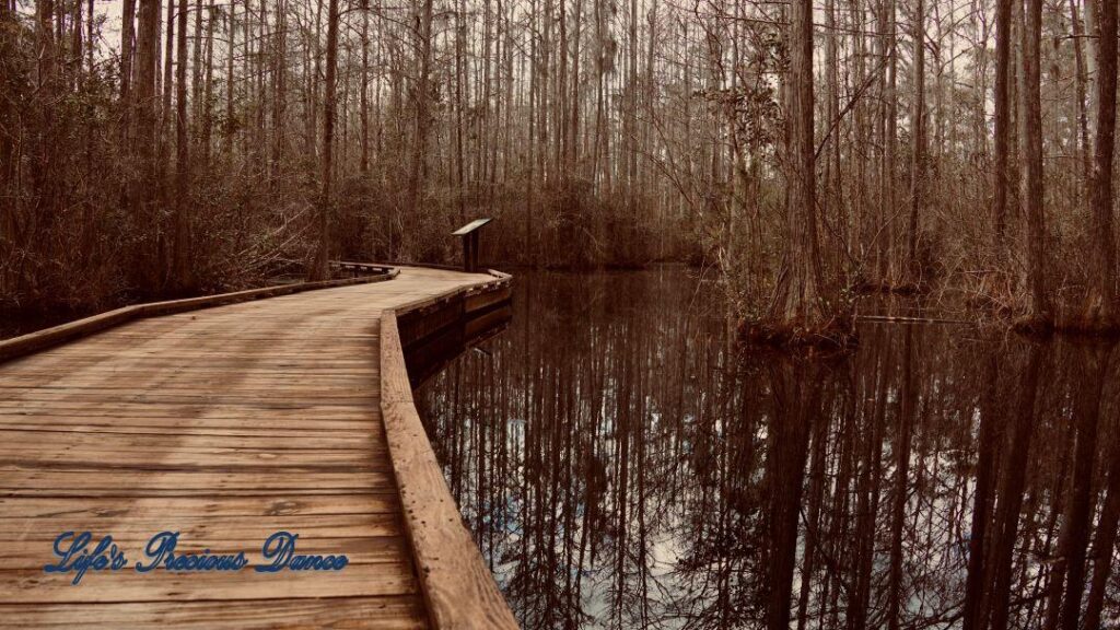 Wooden boardwalk through the swamp at Woods Bay State Park. Cypress trees and clouds reflecting on the waters surface.