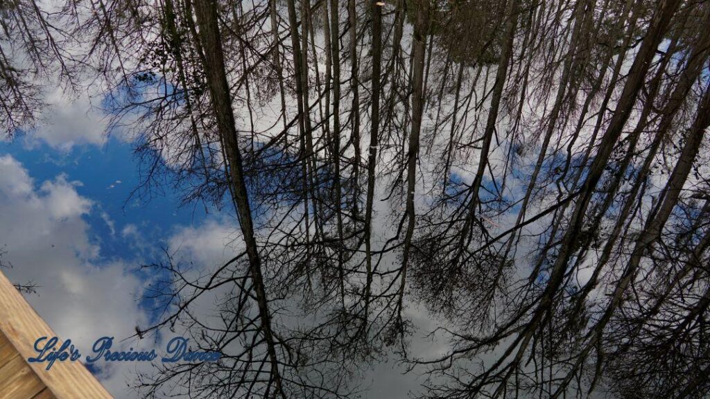 Reflection of cypress trees, clouds and blue skies in the swamp at Woods Bay State Park.