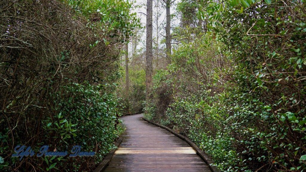 Wooden boardwalk through the swamp at Woods Bay State Park. Cypress trees and clouds reflecting on the waters surface.