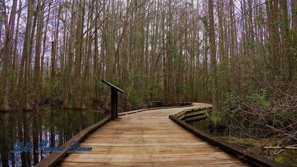 Wooden boardwalk through the swamp at Woods Bay State Park. Cypress trees and clouds reflecting on the waters surface.