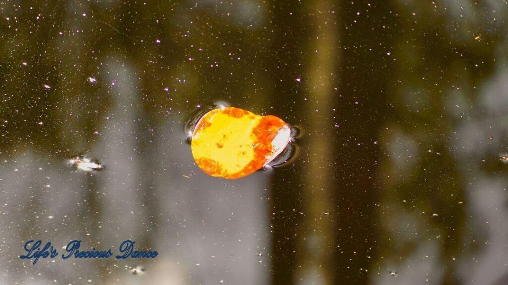 Colorful leaf floating on swamp.