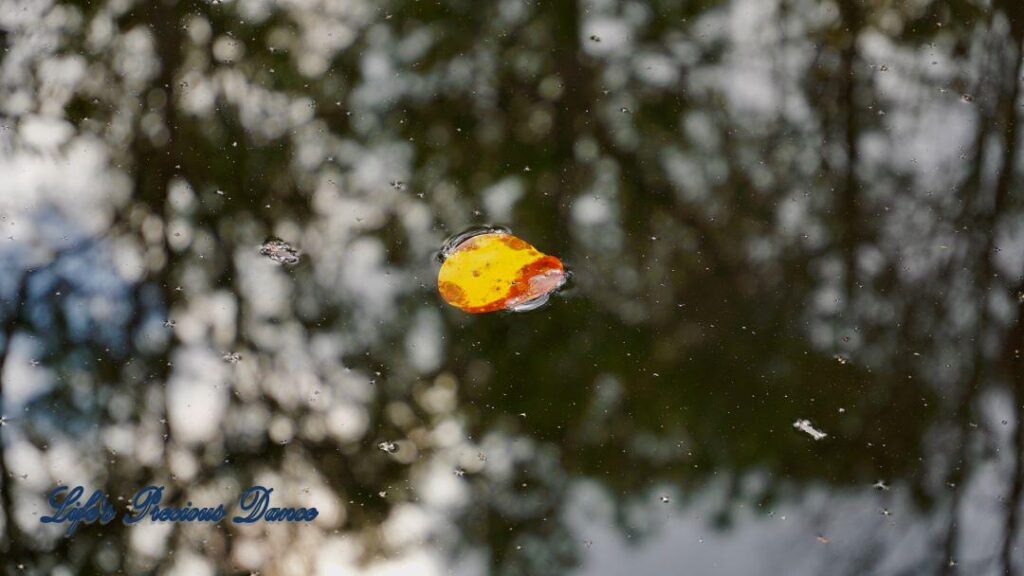 Colorful leaf floating on swamp.