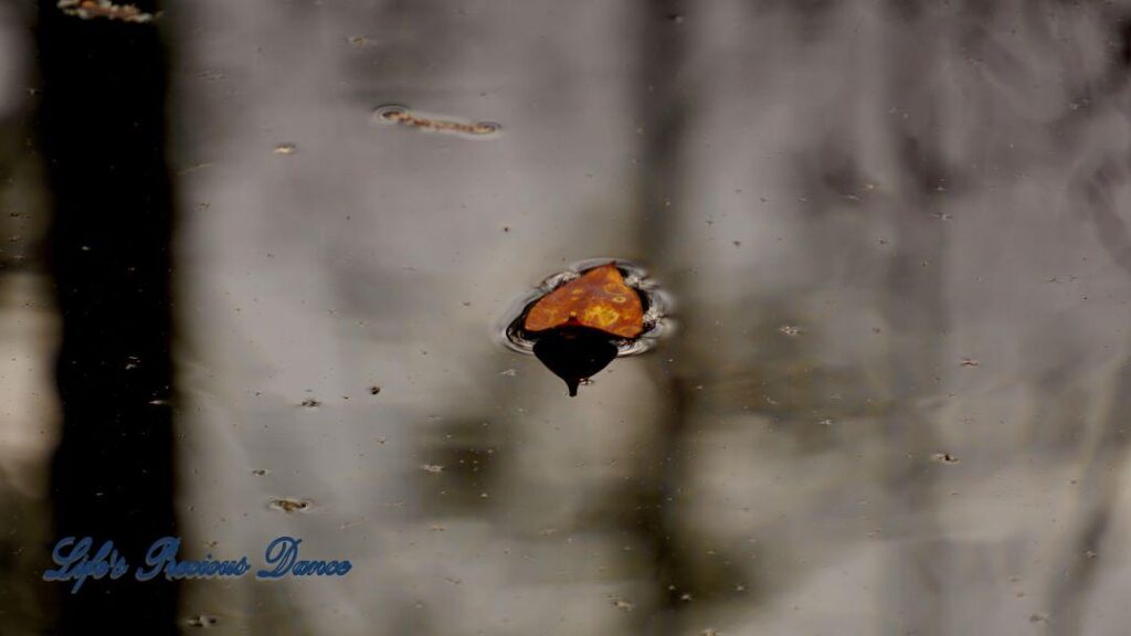 Colorful leaf floating on swamp.