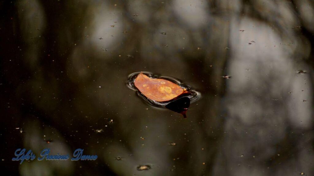 Colorful leaf floating on swamp