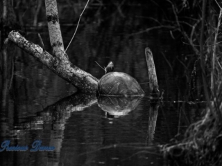 Black and White Photography, digital print, Nature, reflections, Reptile, state park, Swamp, Turtle, Wildlife Photography