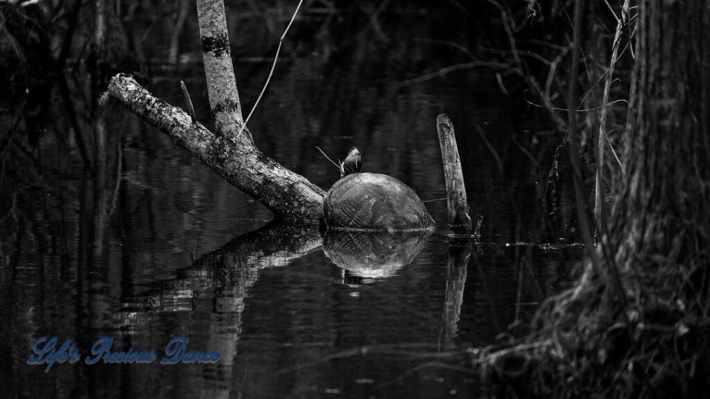 Black and white of a turtle resting on a stump in the swamp at Woods Bay State Park. Trees and turtle reflecting on the water.