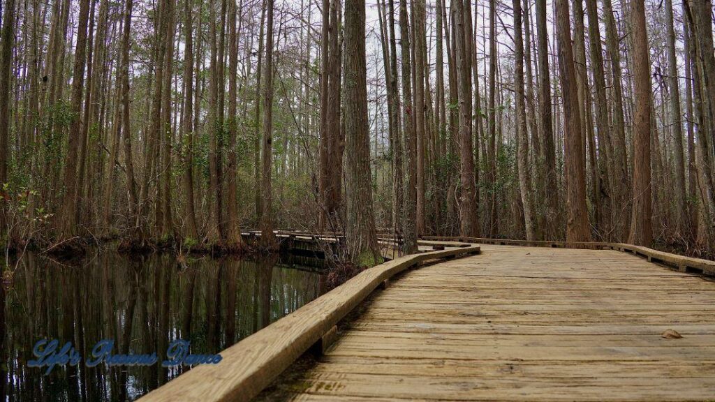 Wooden boardwalk through the swamp at Woods Bay State Park. Cypress trees and clouds reflecting on the waters surface.