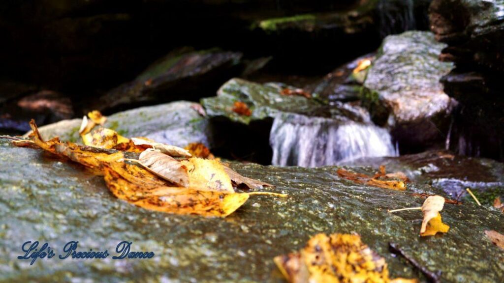 Colorful leaves on rock in front of waterfall