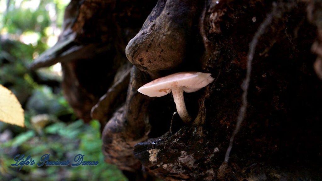 Mushroom growing out of tree along the bank of mountain stream