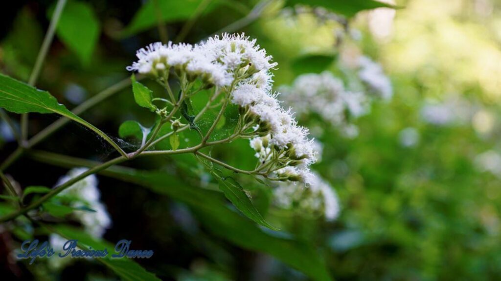 White wildflower along Otter Falls Trail