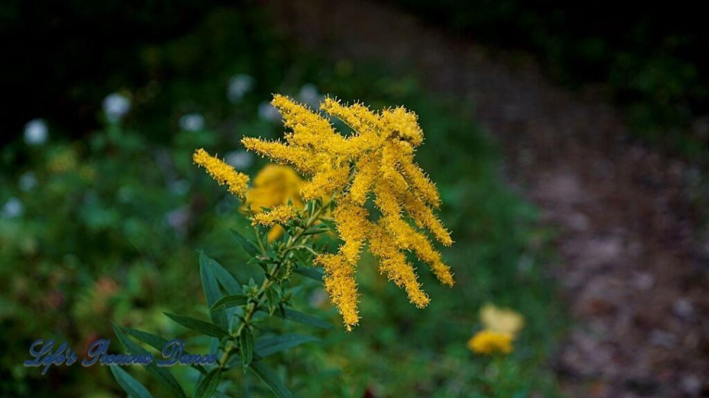 Yellow wildflower along Otter Falls Trail