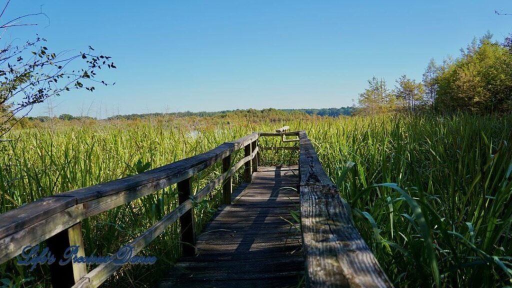 Pier leading to viewpoint of Lake Marion. With tall grass and vegetation growing from the wetlands below.