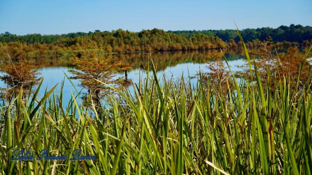 Photo from the bank of Lake Marion, through the tall grass. Colorful trees surrounding the lake and reflecting on the surface.